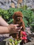 Шикарная девочка teddy пуделя, крови Китай