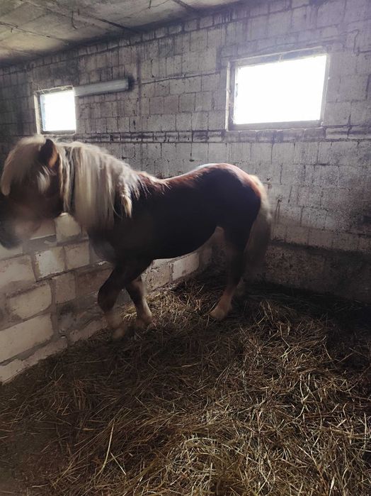 Klacz zimnokrwista typ sokólski