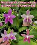 Орхідея орхидея крос tetraspis c1 x violacea var alba жене квітонос
