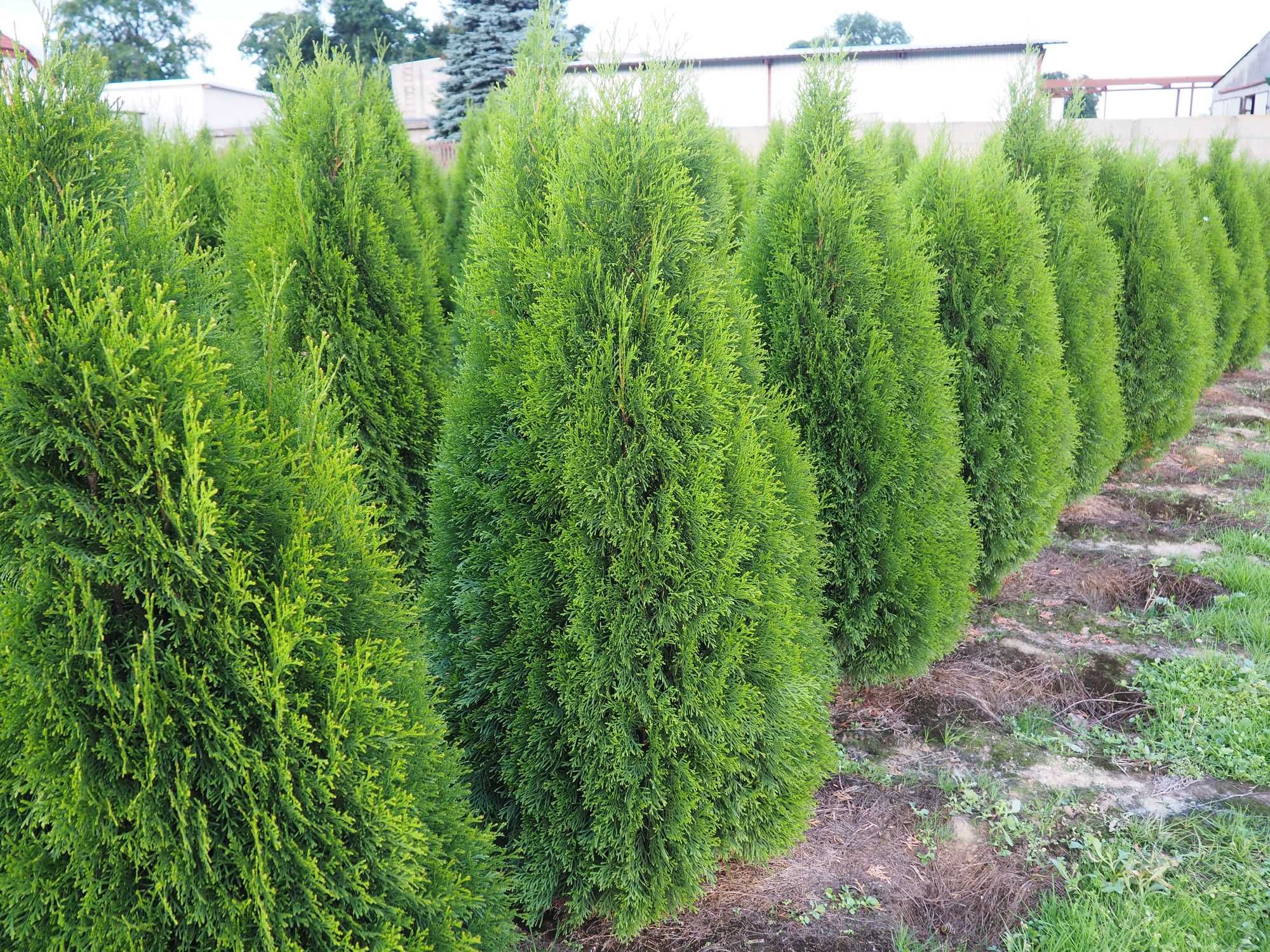 Tuje,tuja szmaragd 180- 220 cm