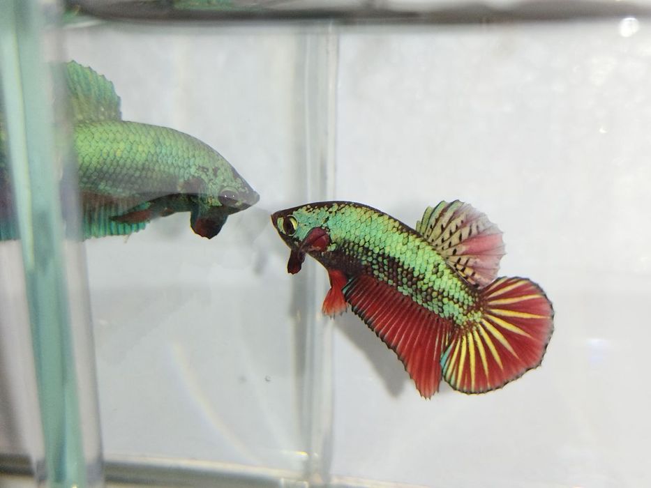 Петушок, півник, різні кольори, коронохвостий, плакат, дельта, вуаль.