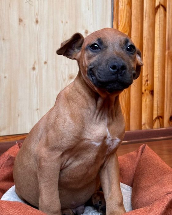 Хвостик . Гарний хлопчик