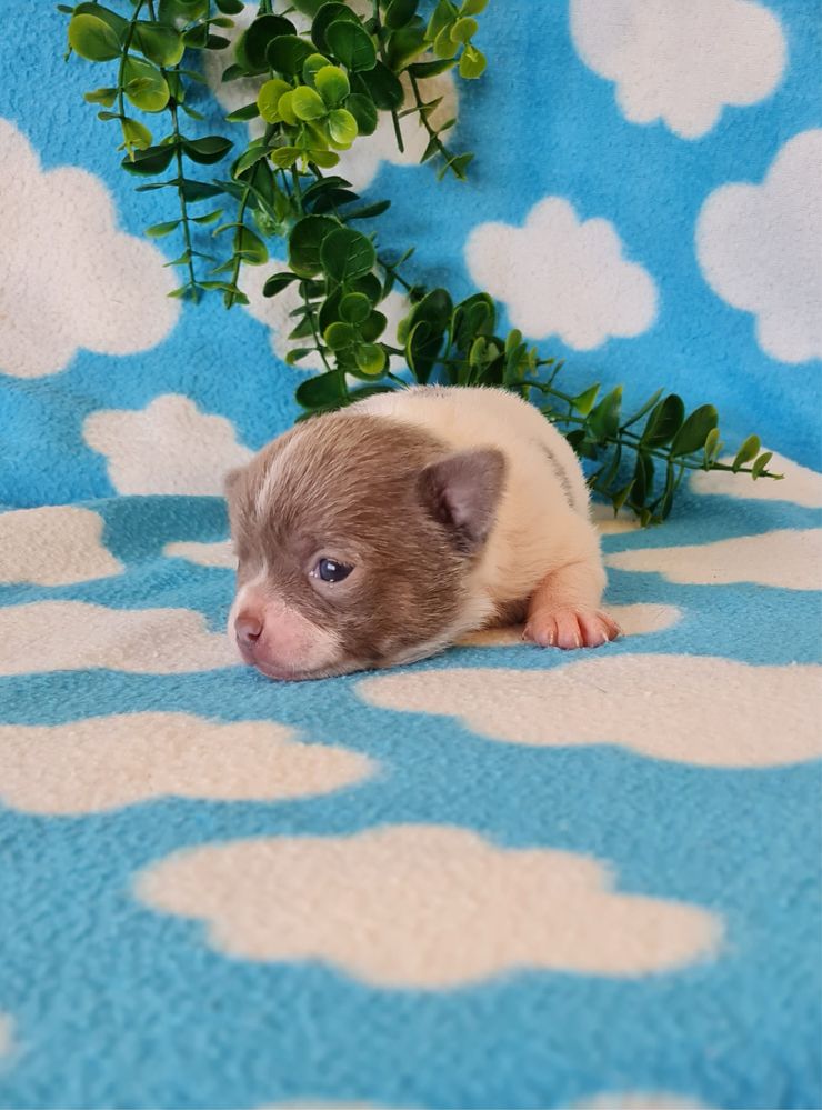 Excecional Chihuahua/chihuahua de Qualidade