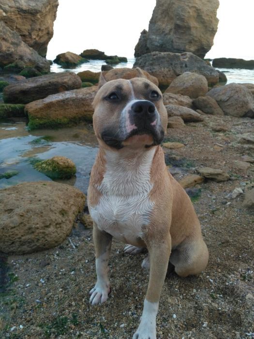 Ам.стаффордширский терьер