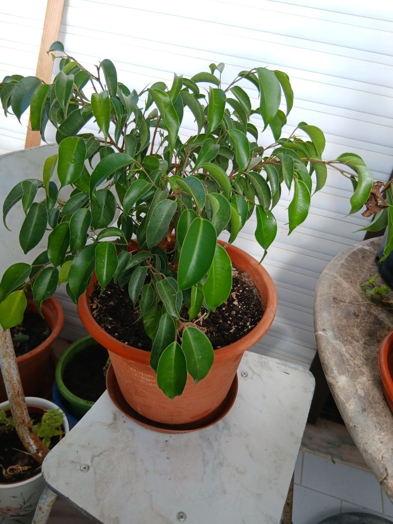 Plantas de interior e exterior