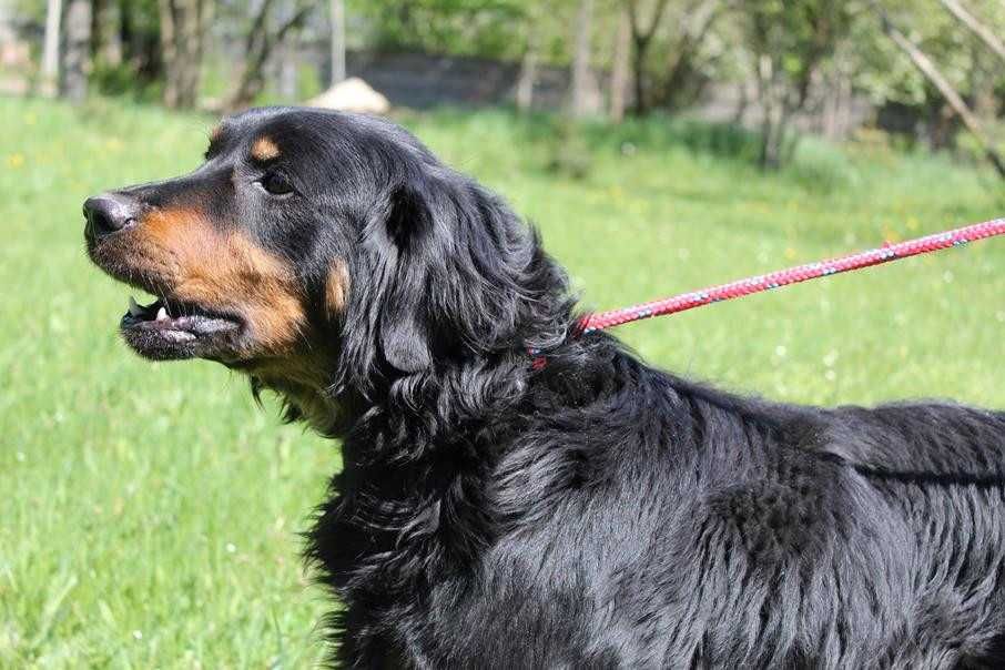 104835 Willy do adopcji