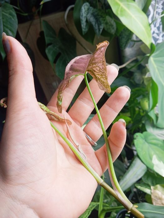 Syngonium mosaic cięty cudnie wybarwiony szczyt