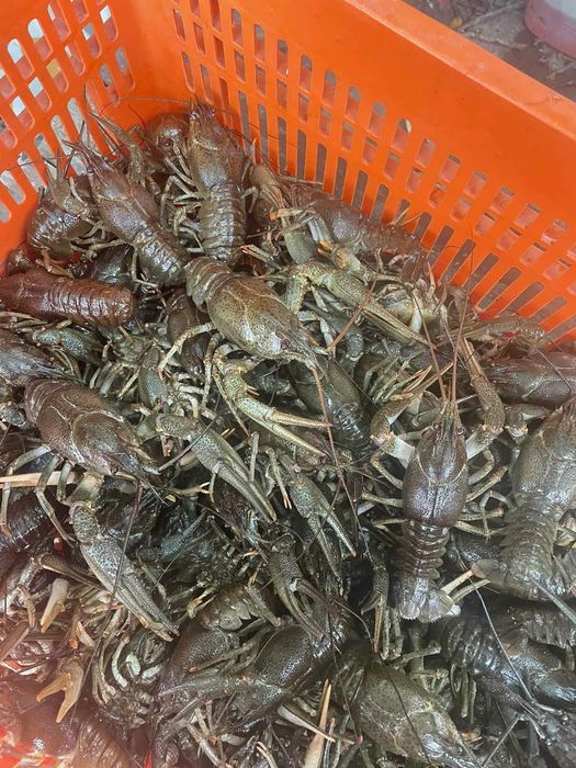 Рак живой свежие раки