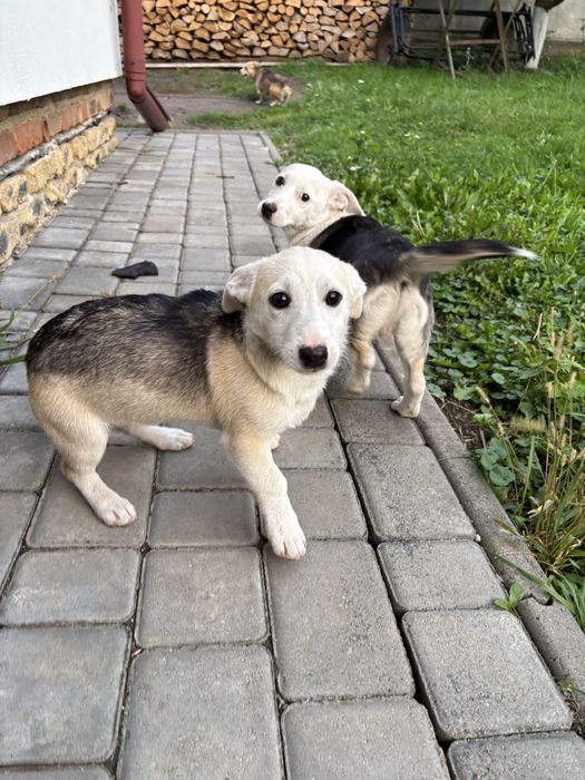 Цуценя в люблячу родину