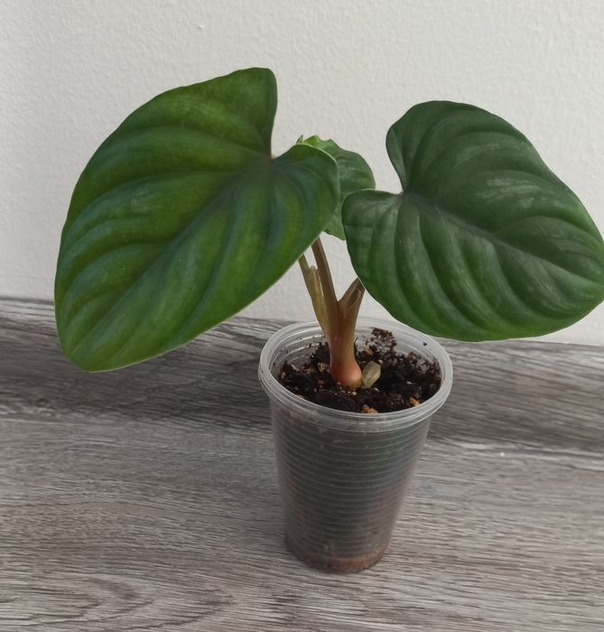 Филодендрон Пловмоні