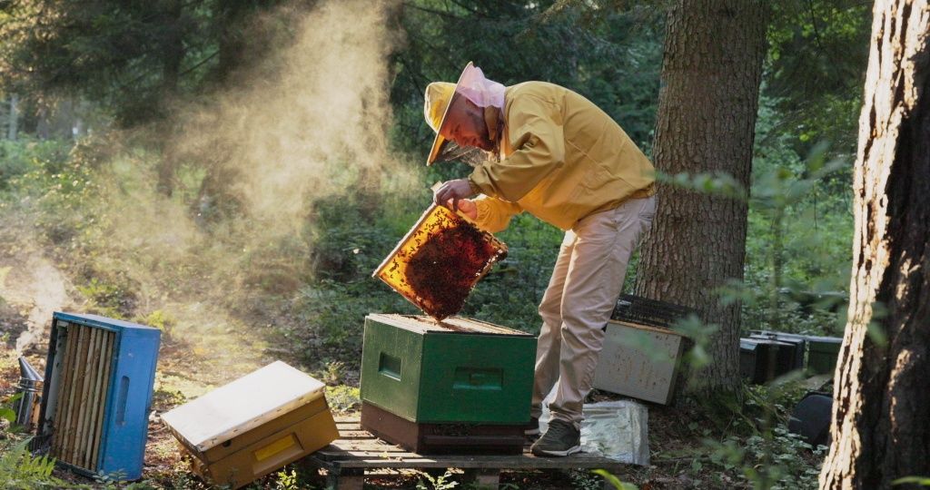 Matki pszczele buckfast Nieunasienione - Meda Primorska Sahariensis