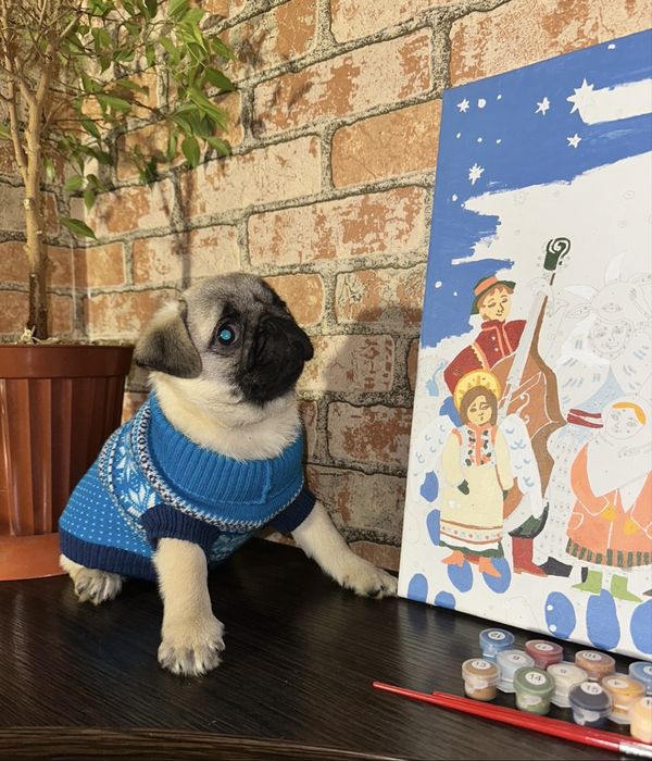 Дівчинка мопс 2.5 місяці