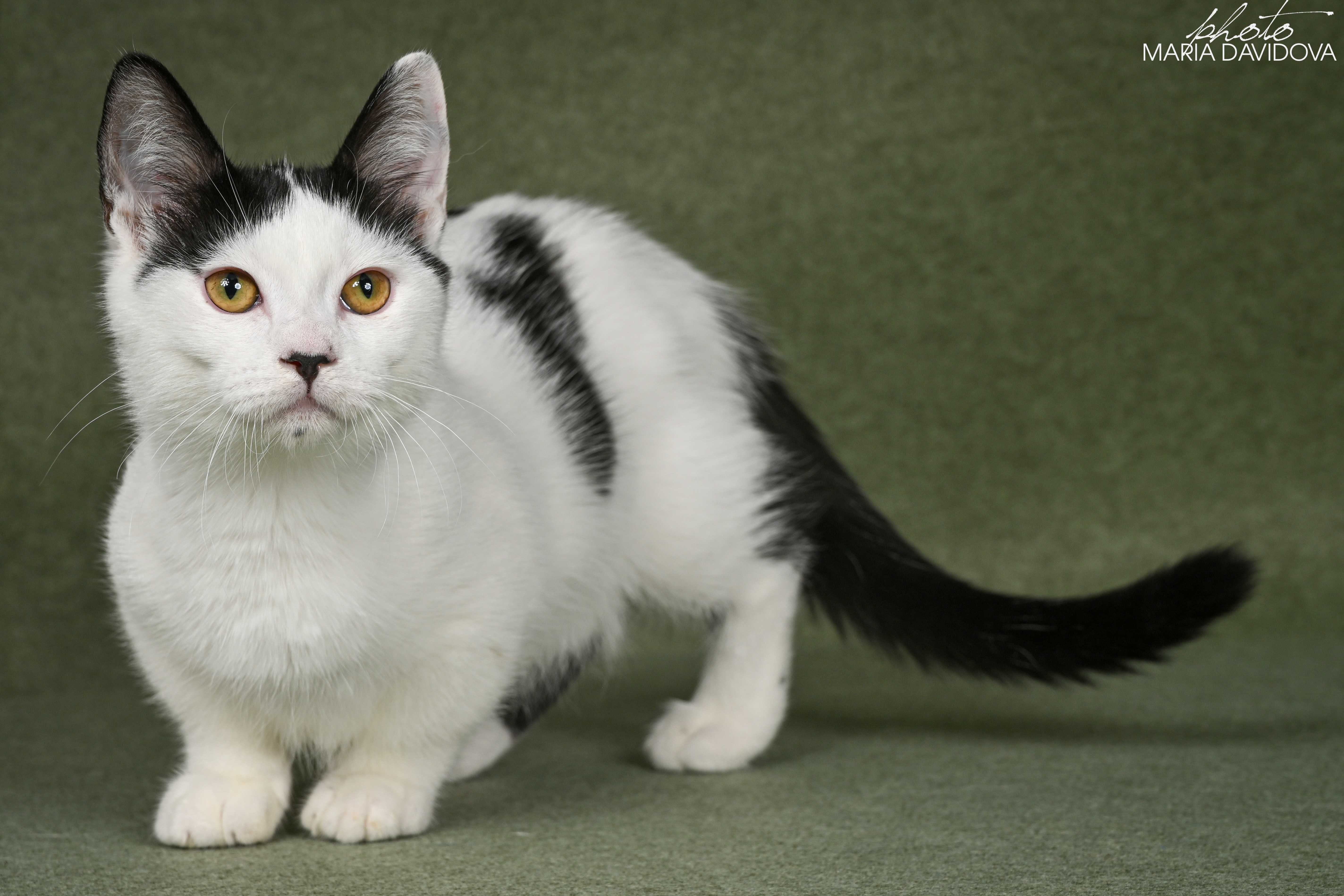 Котик манчкин 5 месяцев