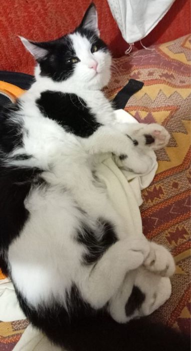 Шукаємо сімʼю котику