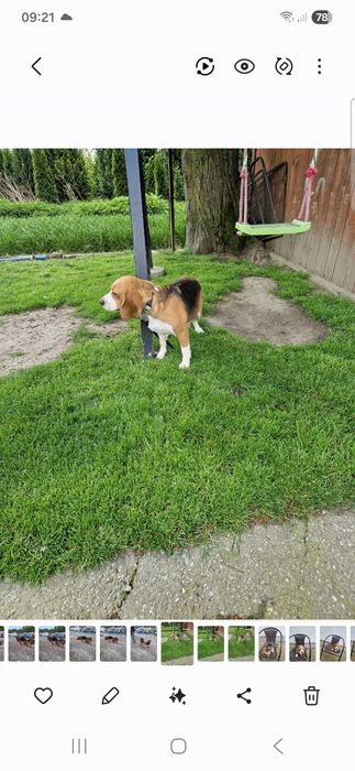 Suczka Beagle Tricolor