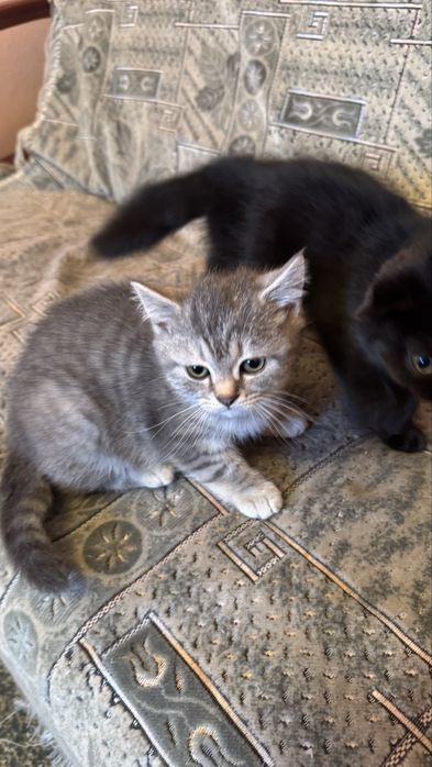 Шотладські висловухі та прямовухі 3міс