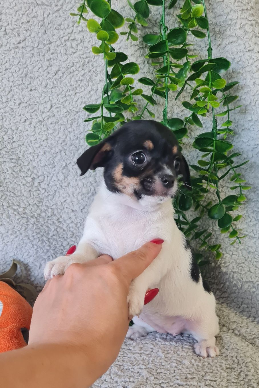 Excelente menina Chihuahua/Chiuaua. Linhagem Russa
