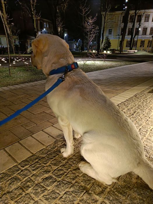 Лабрадор шукає подругу