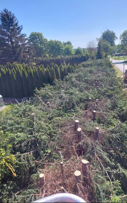 Wycinka drzew Podnośnik koszowy Przycinanie tui Frezowanie pni ogrodni