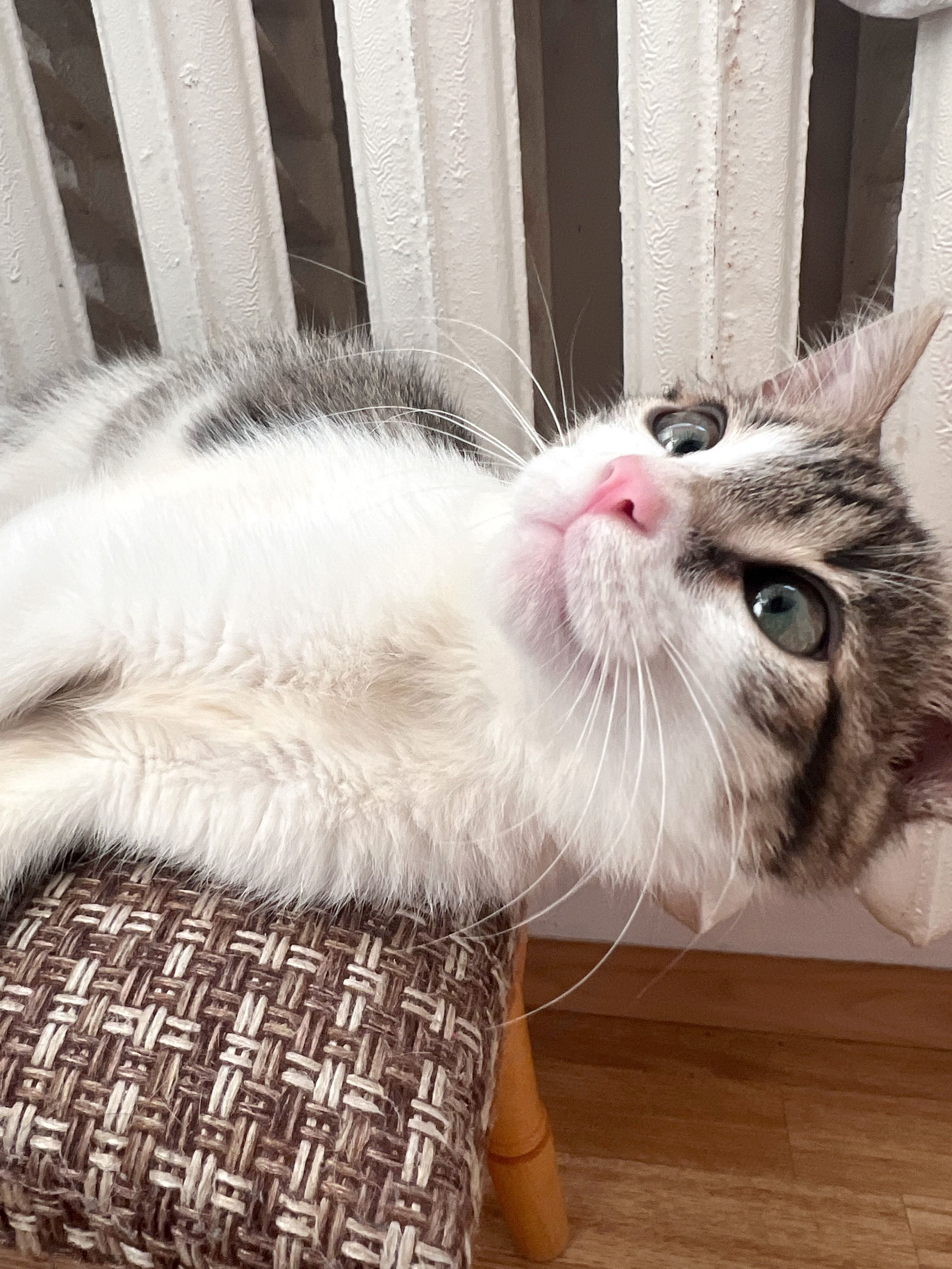Кошеня шукає дім