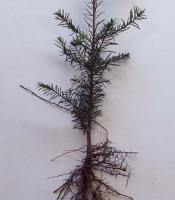 Jodła OLBRZYMIA abies Grandis 3LAT 20-40CM.