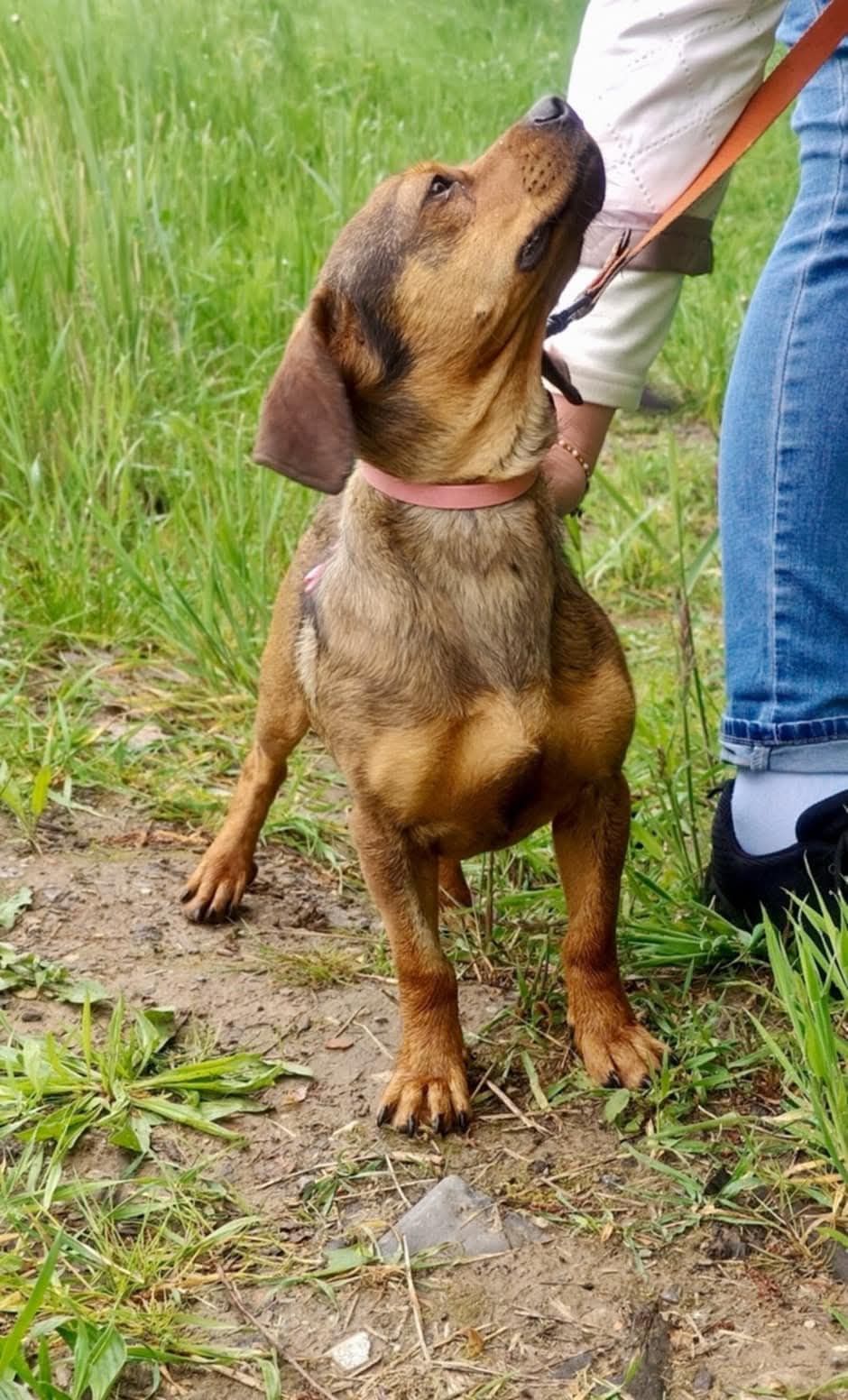 Baster szuka domku