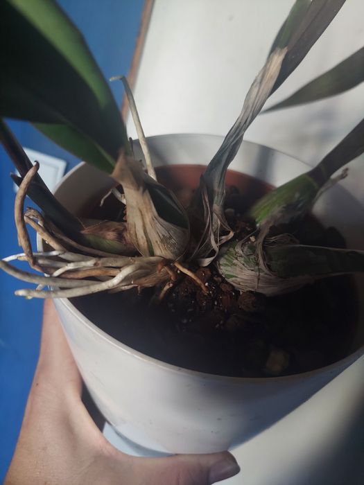 Storczyk Encyclia cochleate