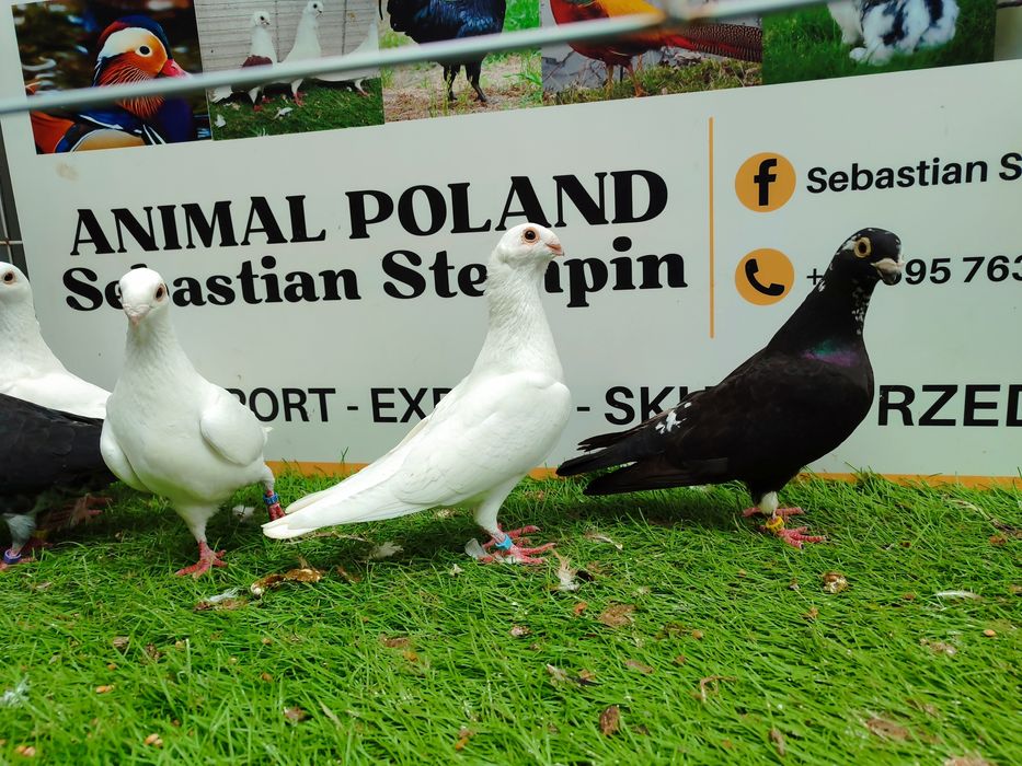 Gołębie. Antwerpskie. Orliki. Możliwy transport