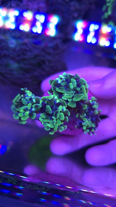 Euphyllia Paraancora Bicolor - koralowiec morski