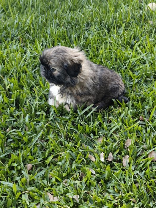 Shih-Tzu fêmea disponível