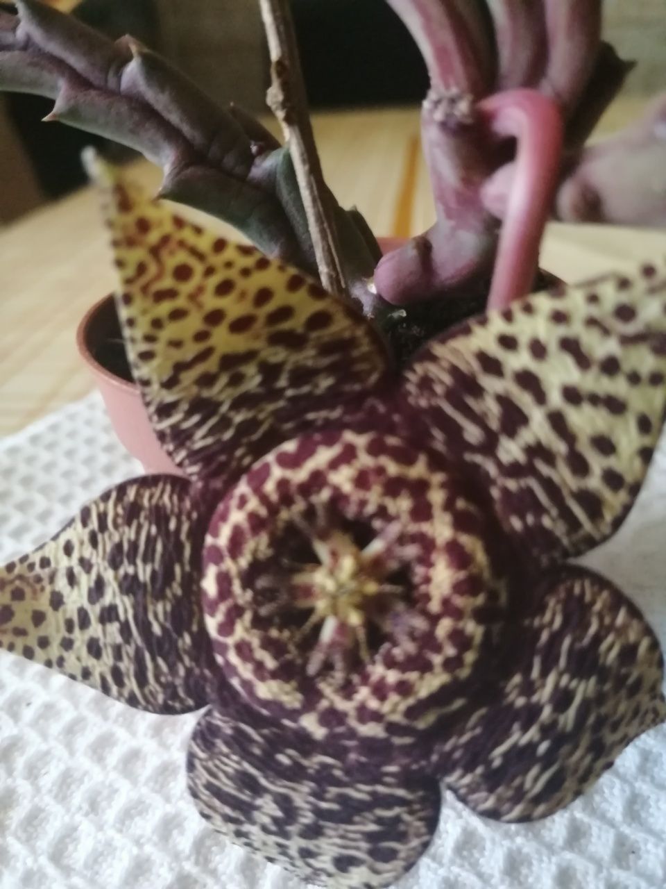 Suculenta em flor.