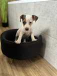 Jack Russell Terrier