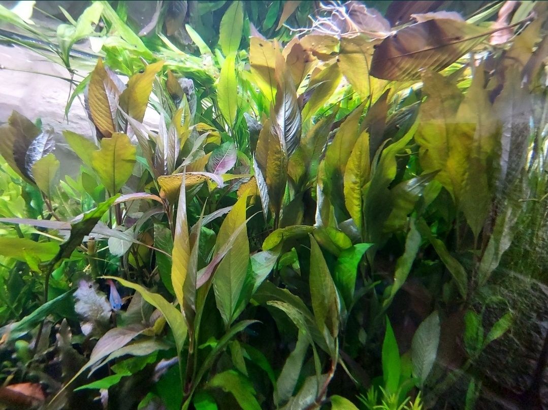 Hygrophila Corymbosa 5szt. roślina akwariowa do akwarium