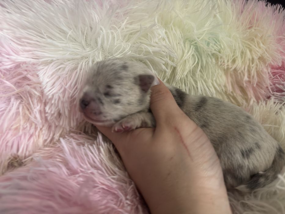 Cudny piesek blue merle