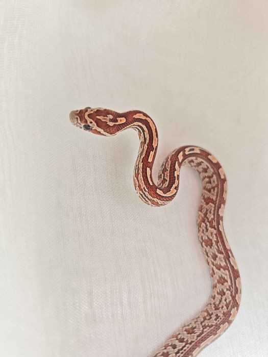 Wąż Zbożowy Tessera het Palmetto, samica P15