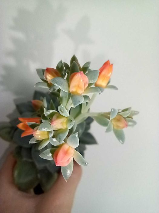 Кактус, сукулент ехеверія, аеоніум