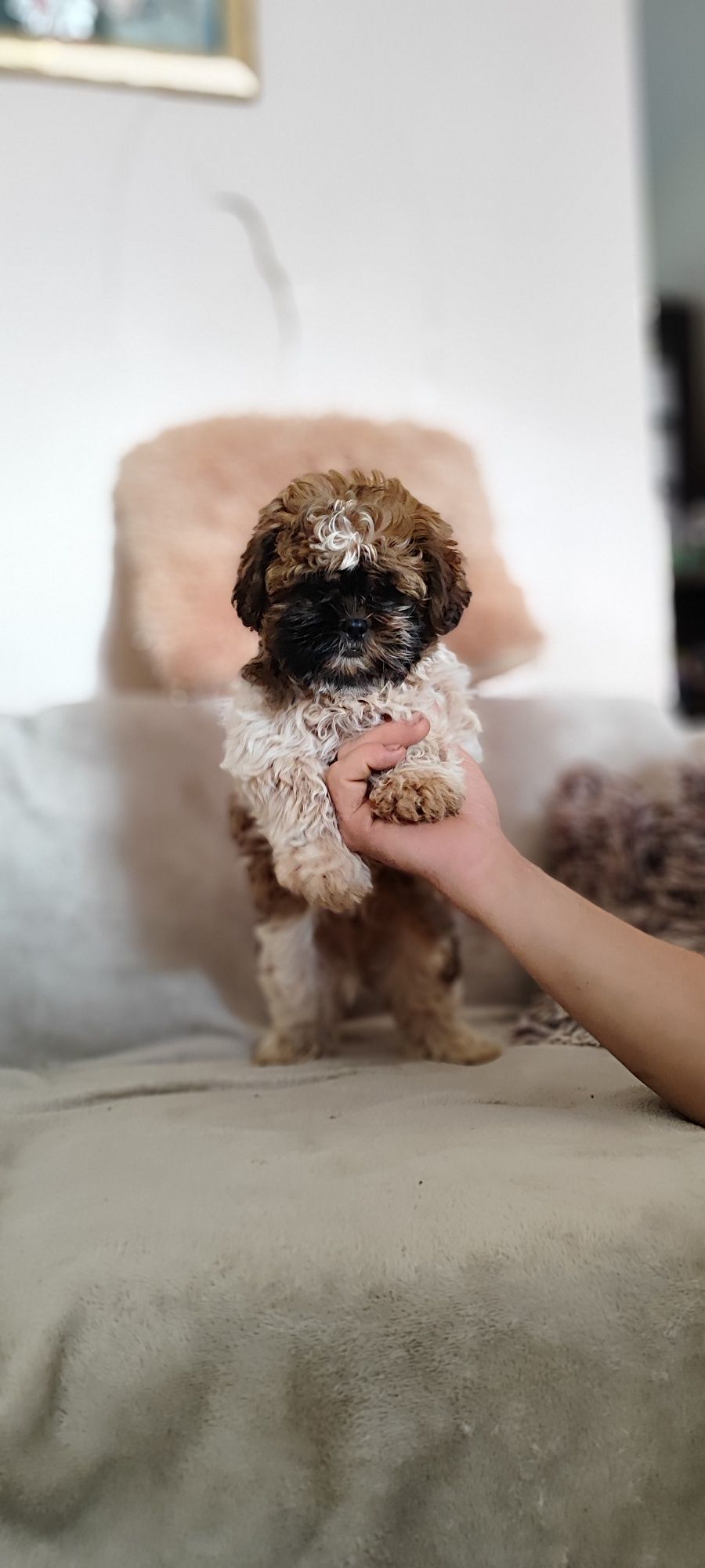 ! OSTATNI PIESEK ! Urocze Shih-Tzu   # Gotowe do Odbioru #