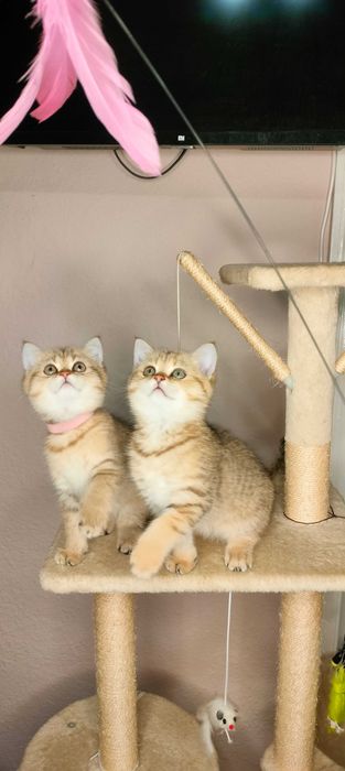 Шотландська Золота Шиншила/scotitsh straight