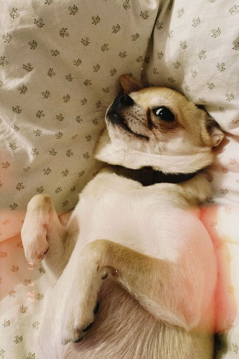 Шукаємо хлопчика чіхуахуа для в‘язки