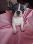 Buldog francuski blue