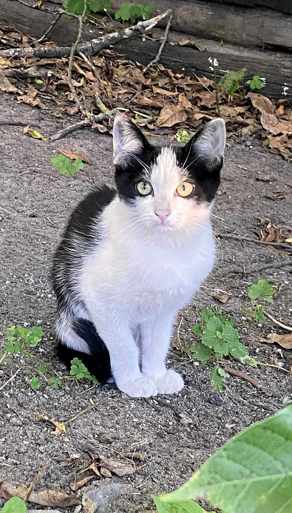 Котик безкоштовно