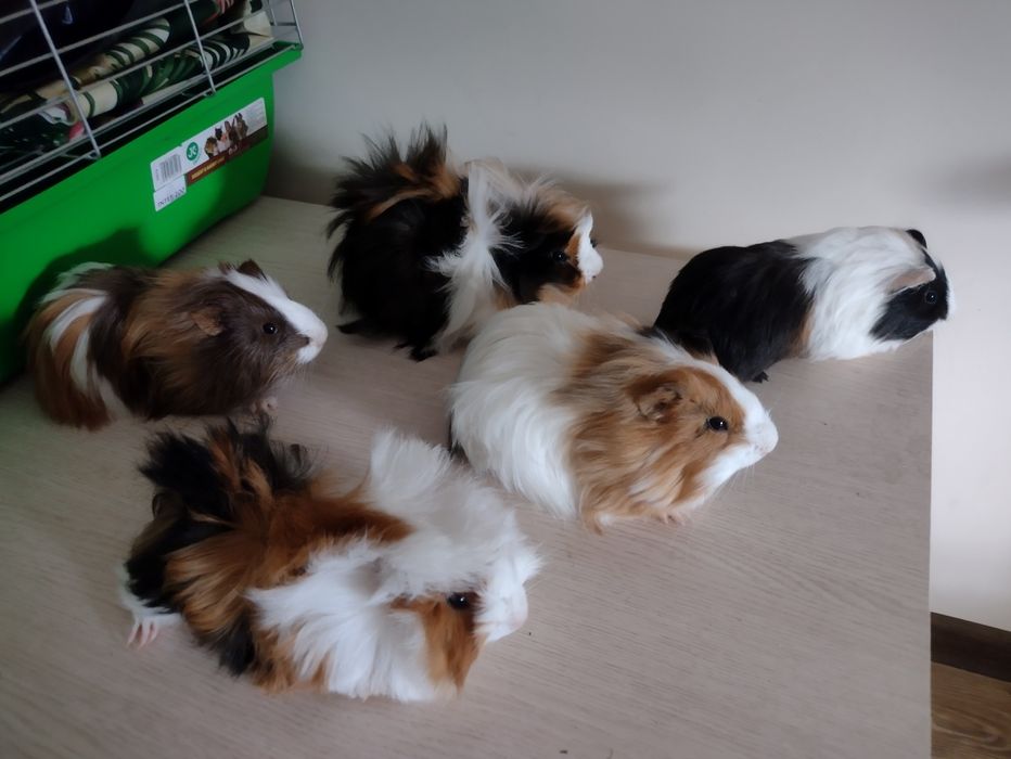 Świnki morskie młode dlugowłose