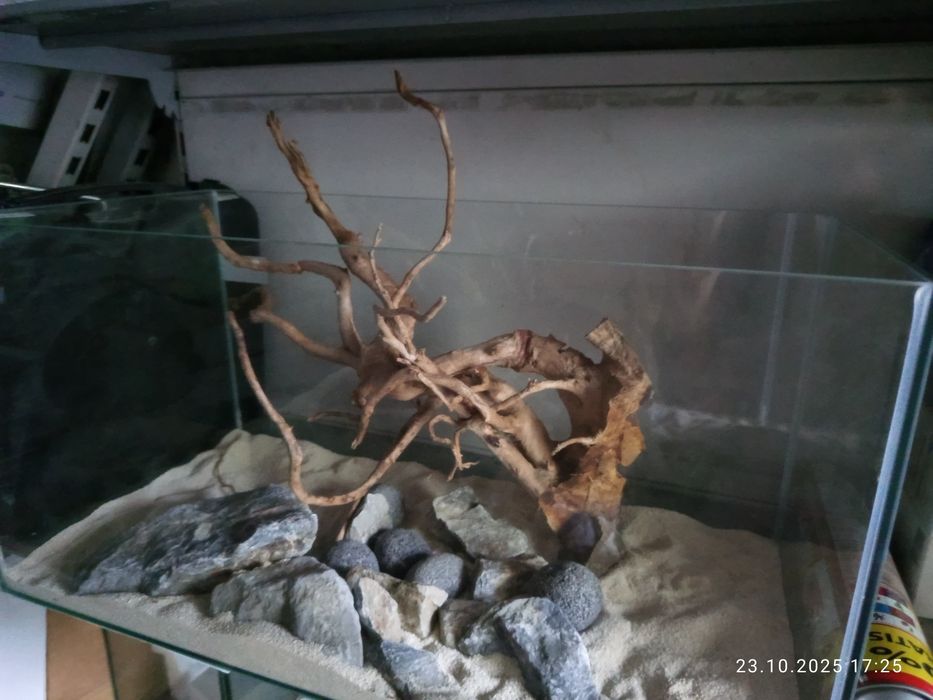 Korzeń dekoracyjny Red moor wood 667