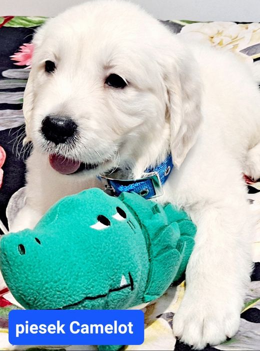 Szczeniaczek Golden Retriever  tata FCI Rodzice bez DYSPLAZJI whodowli