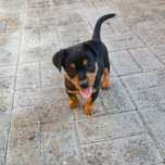 Pinscher - macho