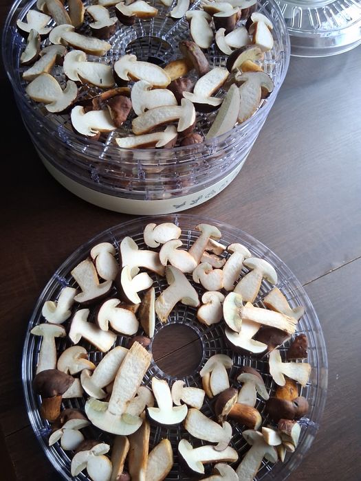 Podgrzybki suszone tegoroczne.