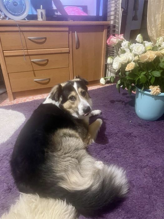 Дорослий молодий собака! Надійна охорона вашоі домівки!