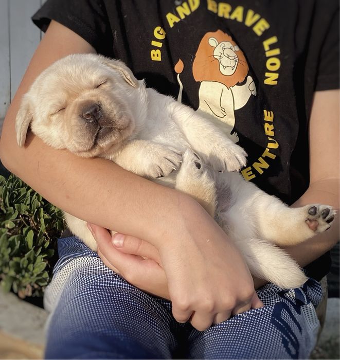 Лабрадор ретрівер. Вільна дівчинка та хлопчик.