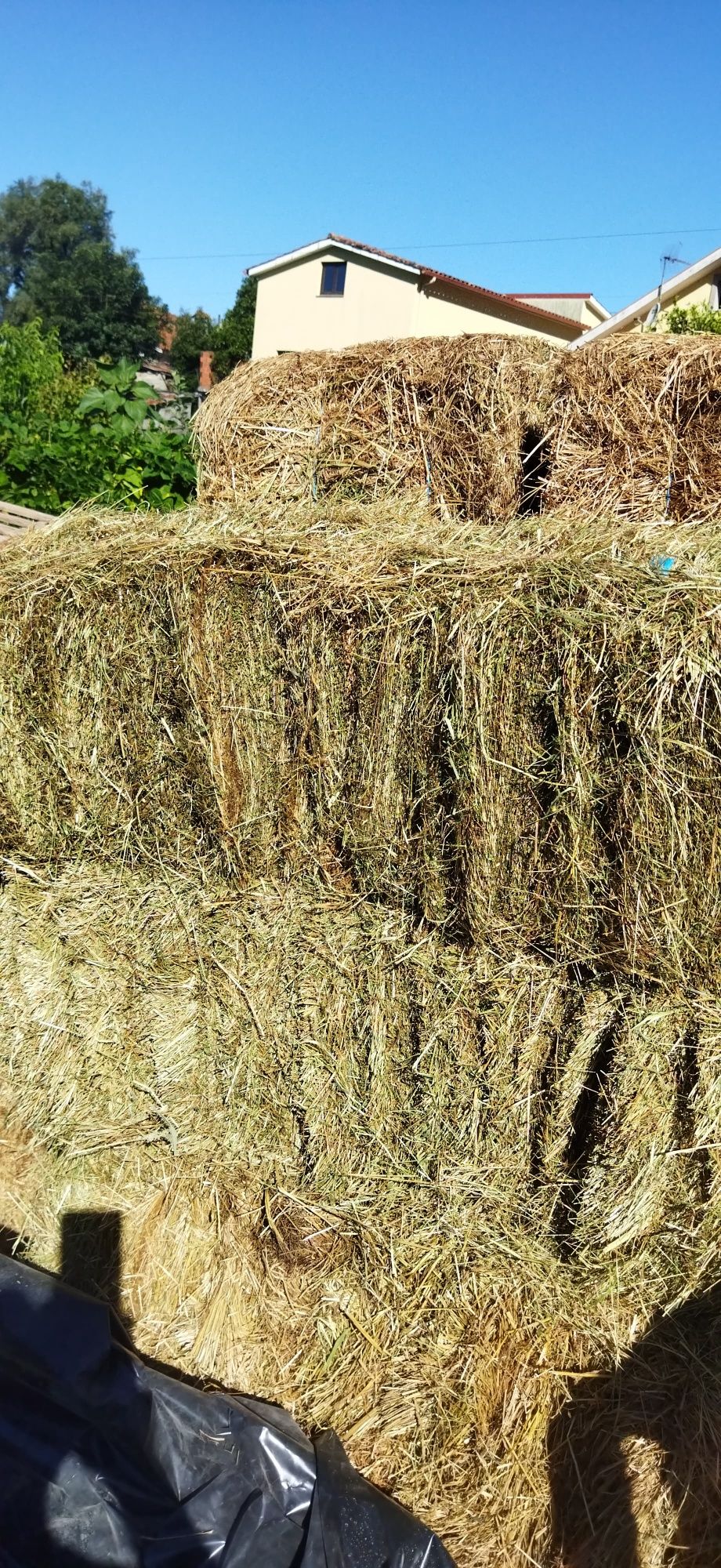 Vendo fardos feitos no campo