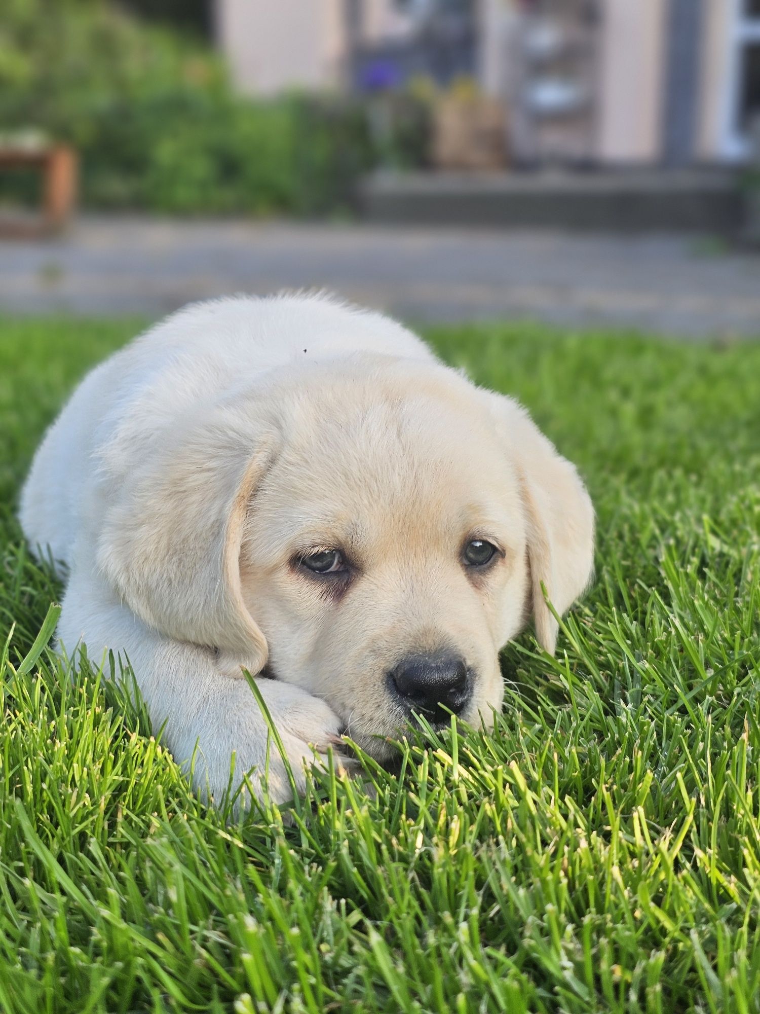 Labrador retriever szczenię